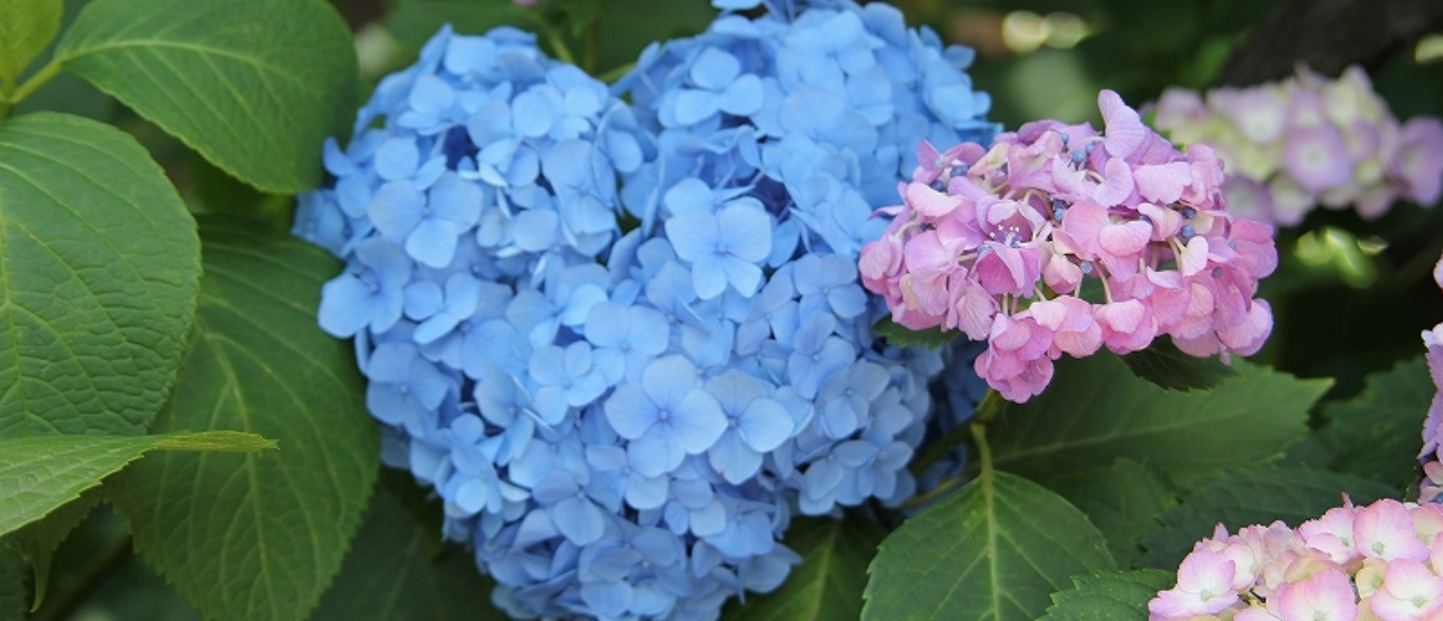 白山神社の最寄り駅は都営地下鉄三田線「白山」駅で徒歩3分です。