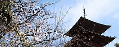 池上本門寺/梅園