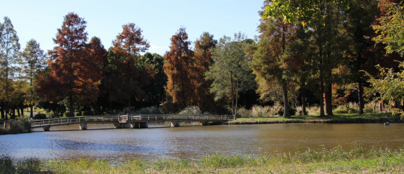水元公園は東京葛飾区にある２３区最大の都立公園でＪＲ金町駅から京成バスで行くことができます。