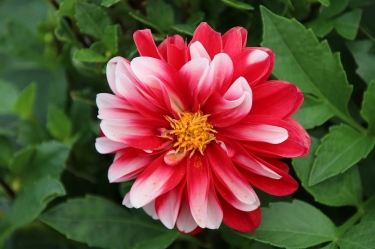 散歩の途中で見つけたきれいな花たちです。