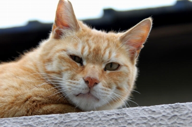 散歩の途中で出会った猫達です。
