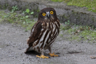 散歩の途中で見つけた野鳥です。