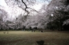 駒場公園